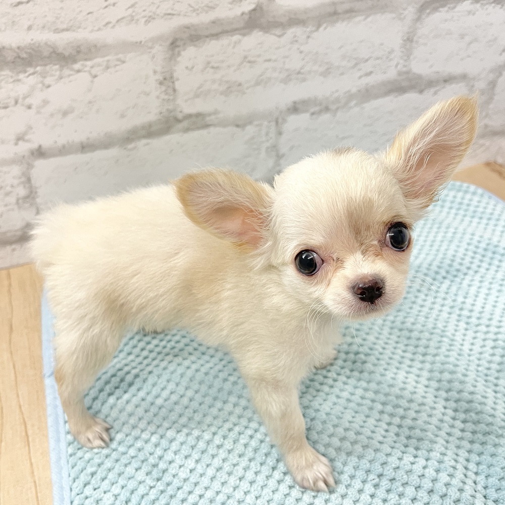 おっとりマイペースなチワワちゃん♥＊ペットショップ犬の家京都